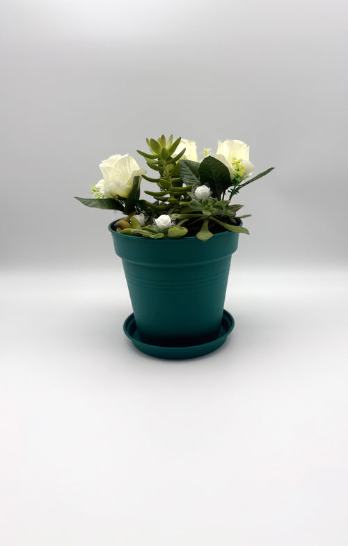 Comfort & Care Succulent Arrangement 